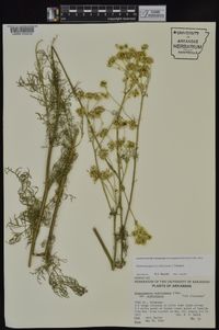 Hymenopappus scabiosaeus image