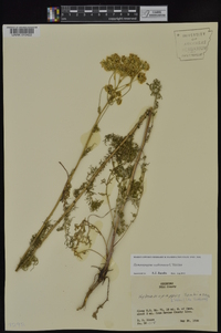 Hymenopappus scabiosaeus image