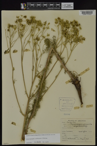 Hymenopappus scabiosaeus image