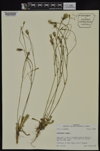 Hypochaeris glabra image