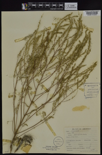 Iva angustifolia image