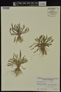 Krigia cespitosa image