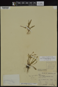 Krigia cespitosa var. cespitosa image