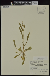 Krigia cespitosa var. cespitosa image