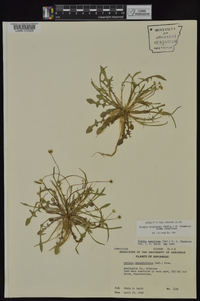 Krigia cespitosa image