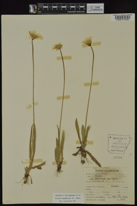 Krigia dandelion image