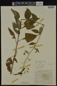 Lactuca floridana image