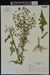 Lactuca floridana image