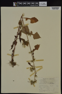 Lactuca floridana image