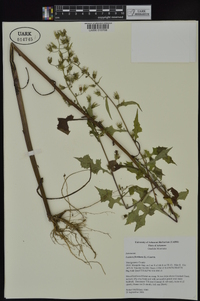 Lactuca floridana image