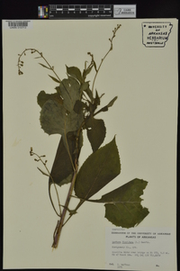 Lactuca floridana image