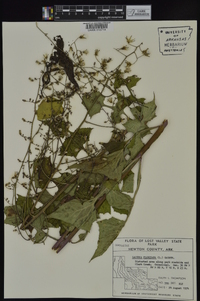 Lactuca floridana image