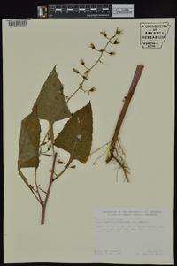 Lactuca floridana image