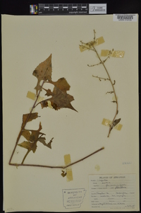 Lactuca floridana image