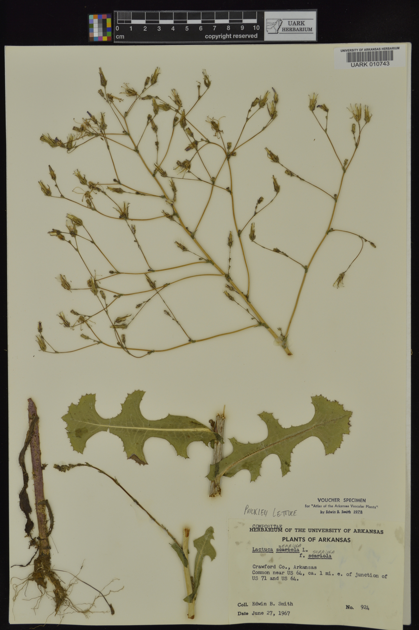 Lactuca serriola f. serriola image