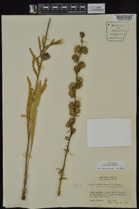 Liatris aspera image