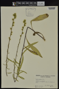 Liatris aspera image