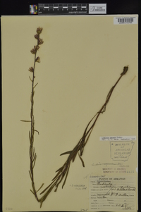 Liatris aspera image