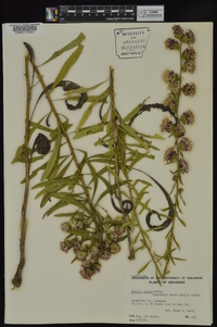 Liatris aspera image