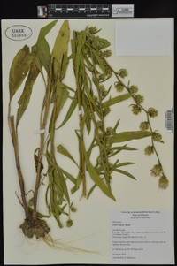 Liatris aspera image