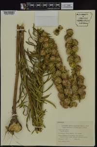 Liatris aspera image