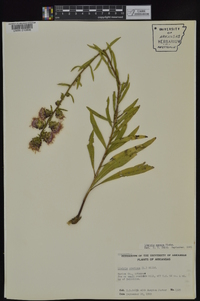 Liatris aspera image