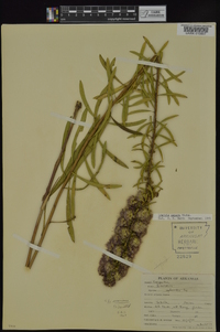 Liatris aspera image