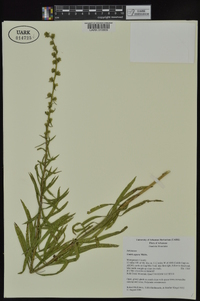 Liatris aspera image