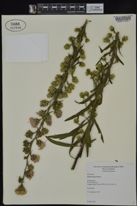 Liatris aspera image