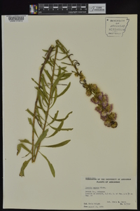 Liatris aspera image