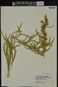 Liatris aspera image