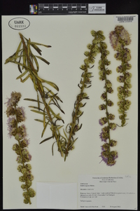 Liatris aspera image