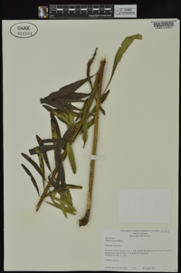 Liatris aspera image