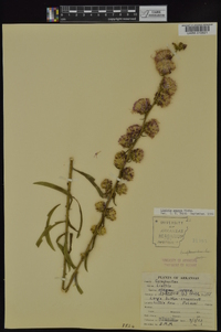 Liatris aspera image