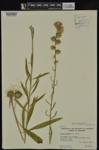 Liatris aspera image