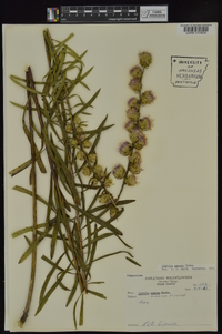 Liatris aspera image