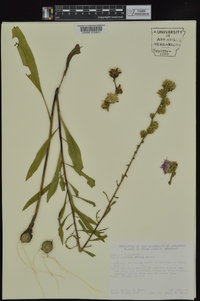 Liatris aspera image