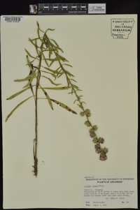 Liatris aspera image