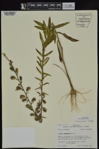 Liatris aspera image