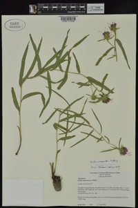 Liatris compacta image