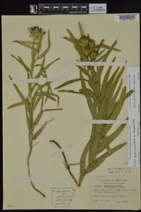 Liatris compacta image