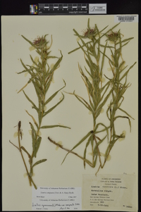 Liatris compacta image