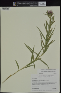 Liatris compacta image