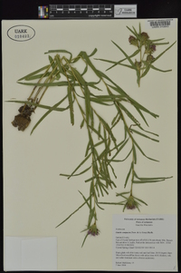 Liatris compacta image