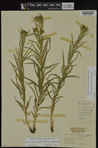 Liatris compacta image