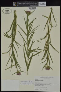 Liatris compacta image