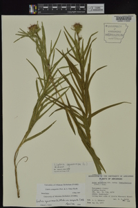 Liatris compacta image