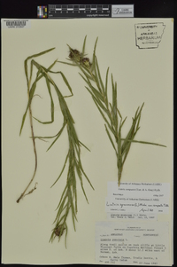 Liatris compacta image