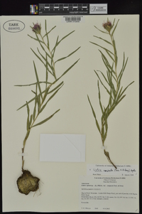 Liatris compacta image