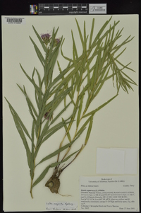 Liatris compacta image